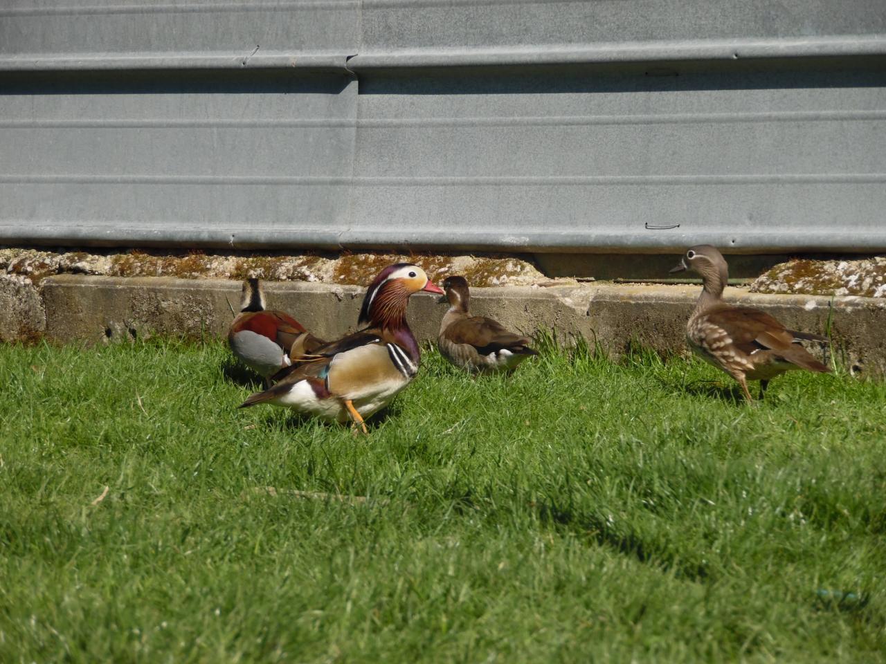 La ferme