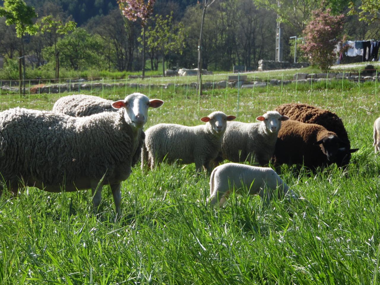 La ferme