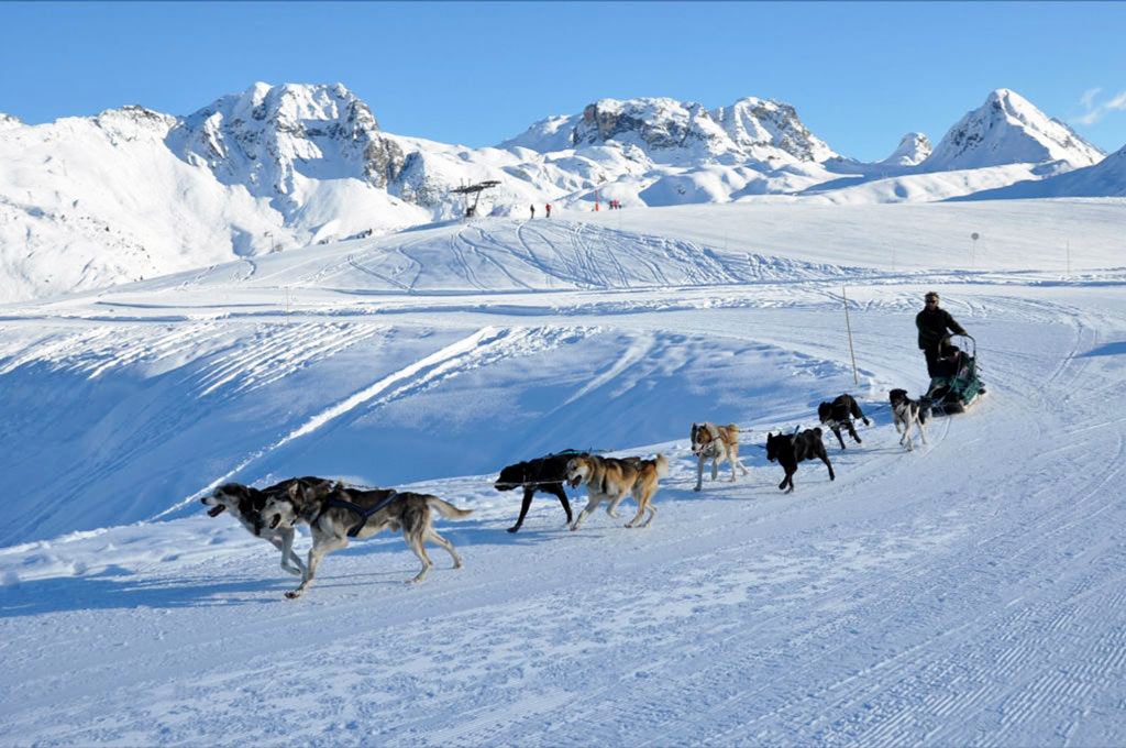 Chien de traineau